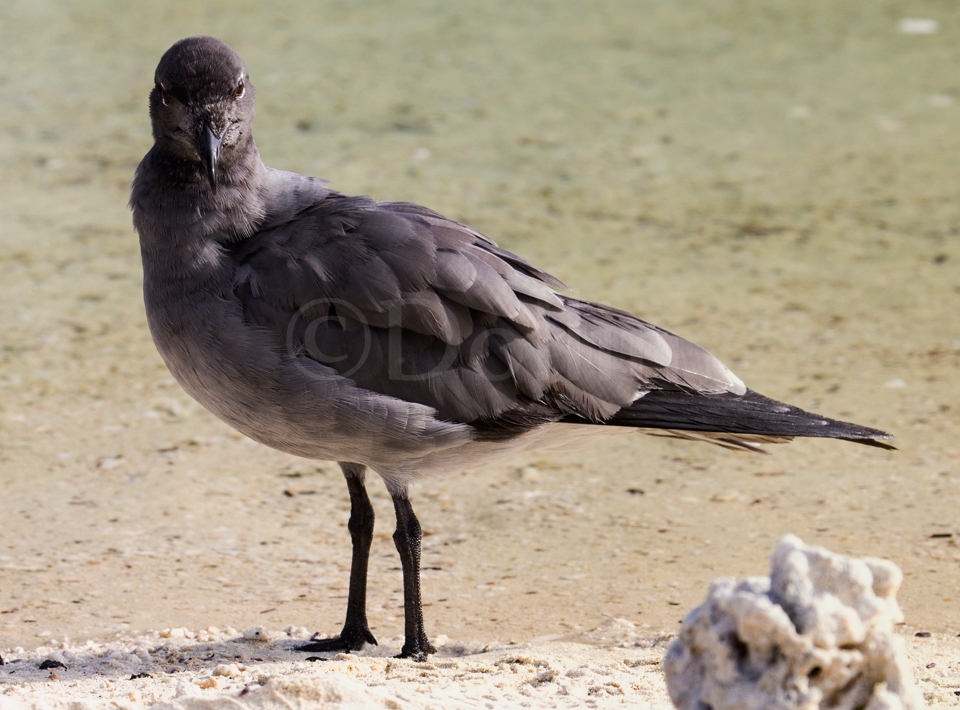 Lava Gull