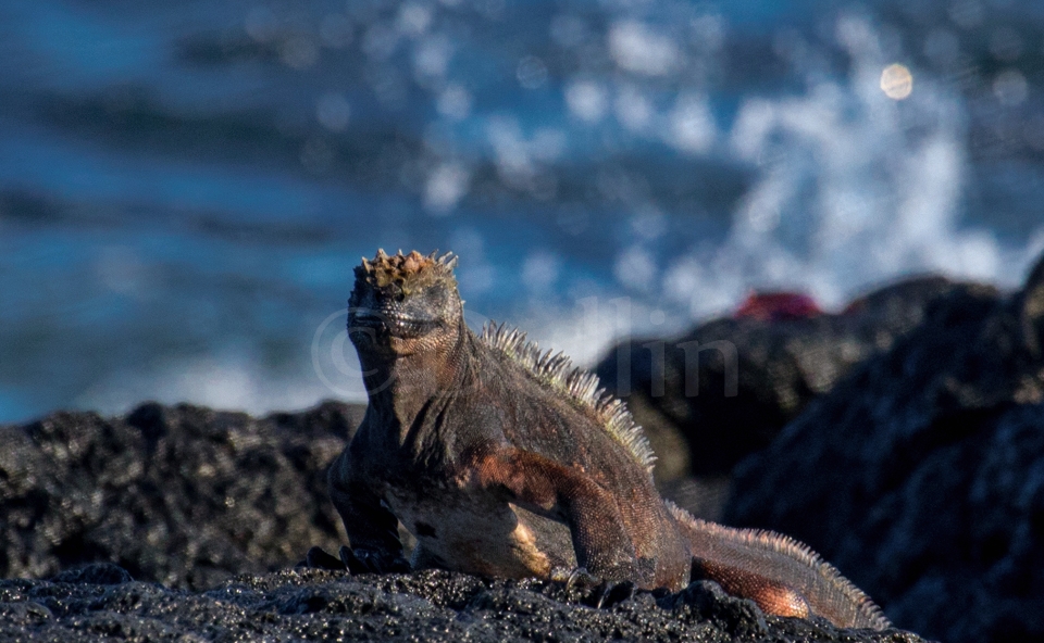 Marine Iguana