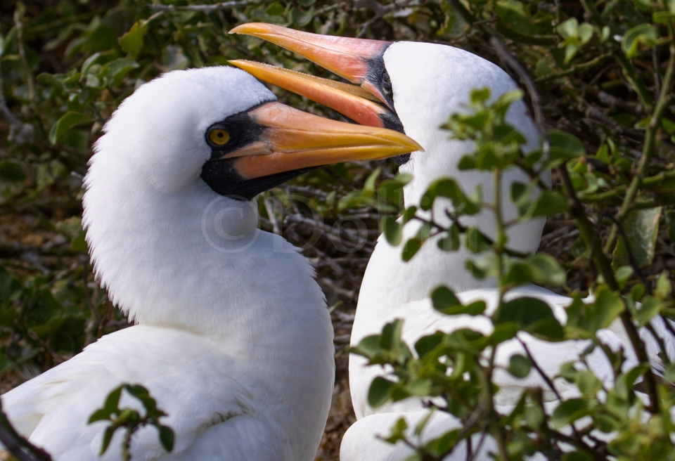 Nasca Booby