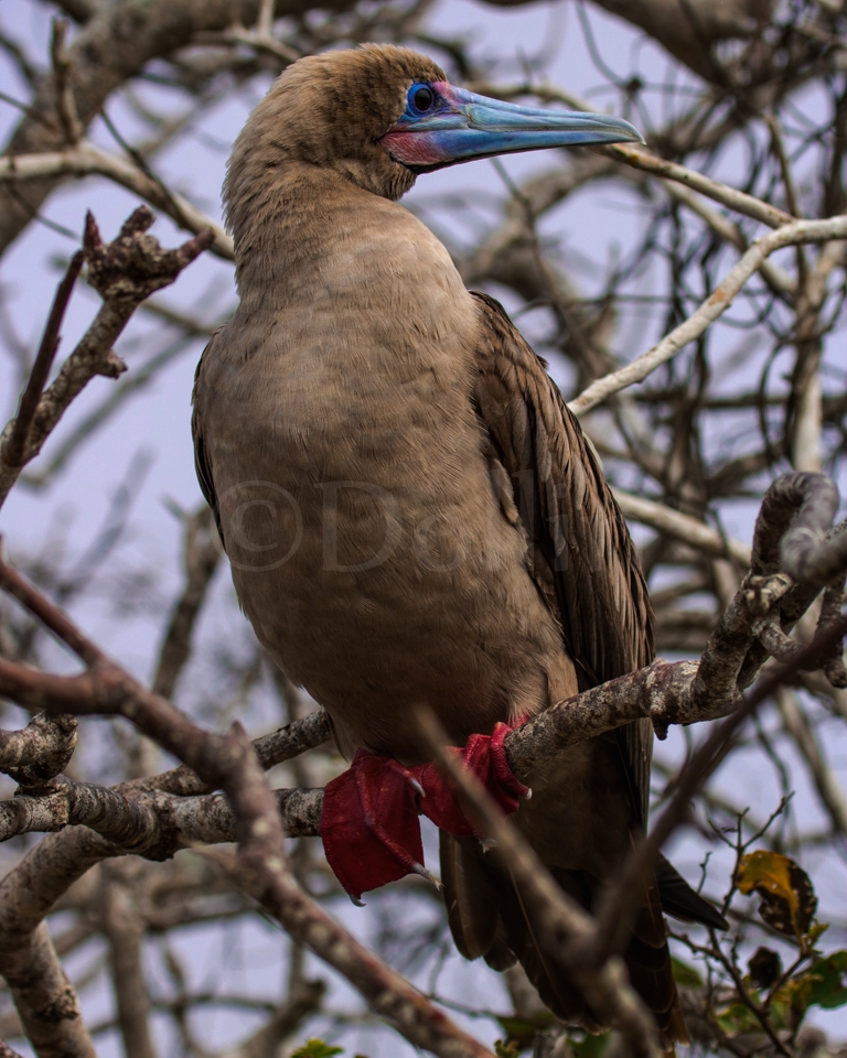 Red-footed Booby