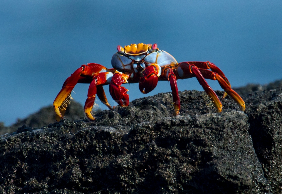 Sally Lightfoot Crab