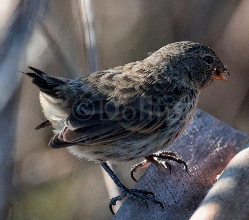 Galapagos Finch