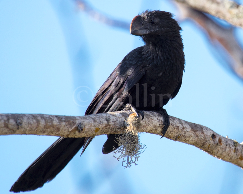 Smooth-billed Ani