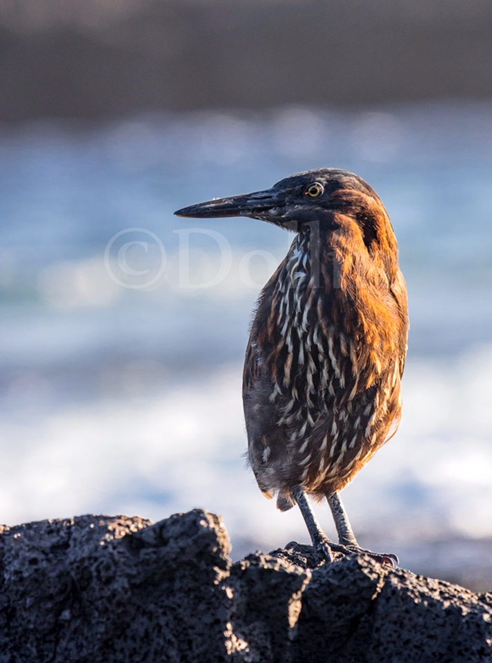 Rufescent Tiger-Heron