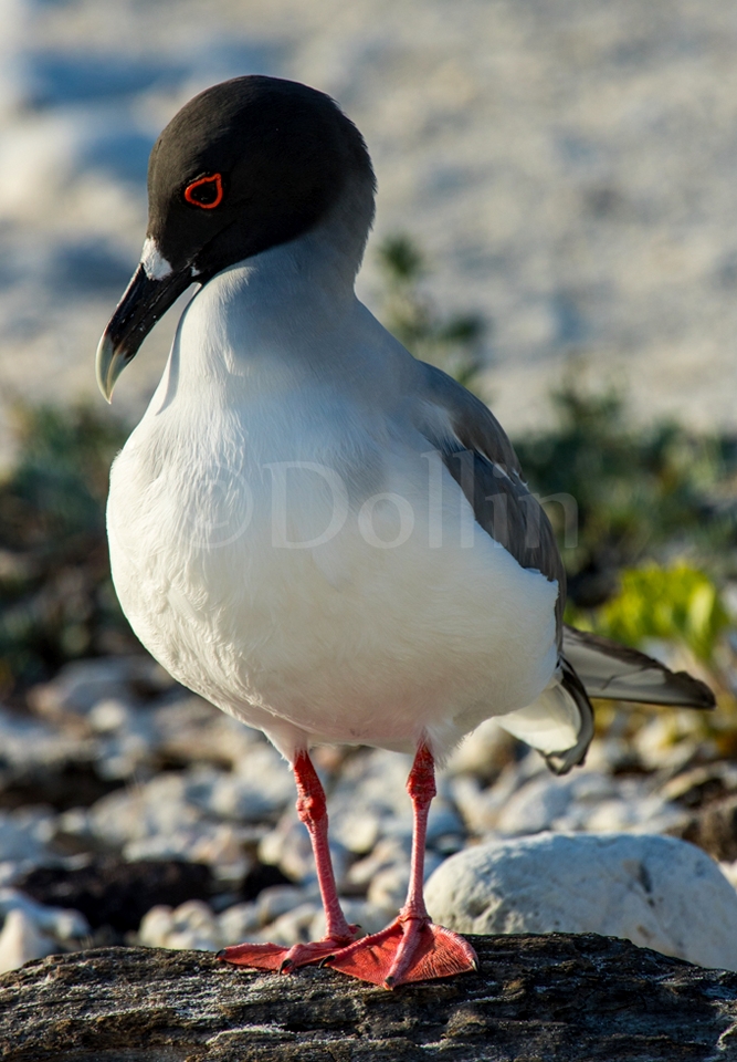 Swallow-tailed Gull