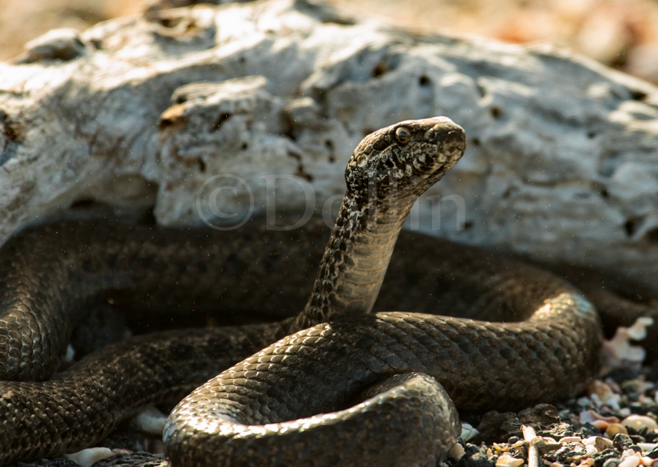 Galapagos Racer