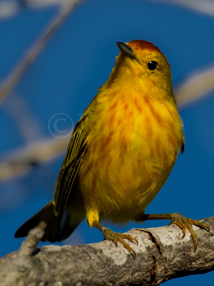 Yellow Warbler