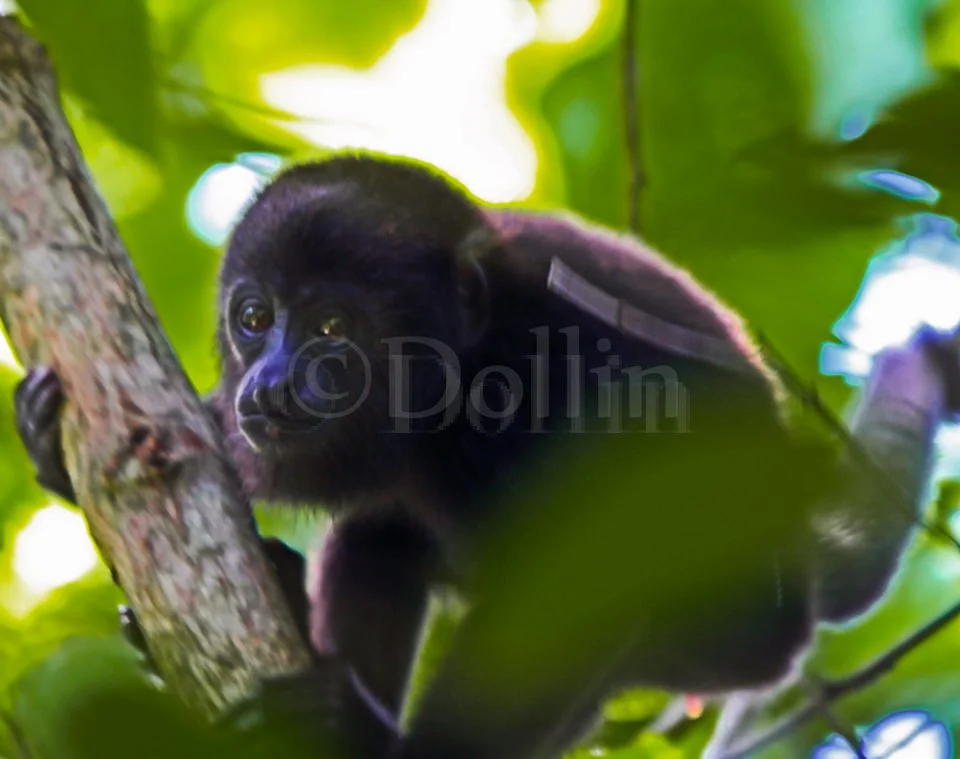 baby-howler-monkey.jpg