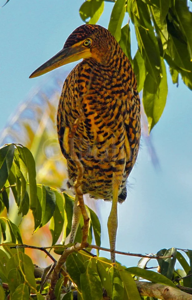 bare-throated-tiger-heron.jpg