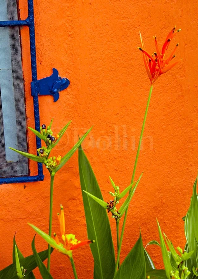 belize-flowers.jpg