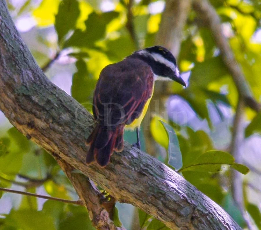 boat-billedflycatcher.jpg