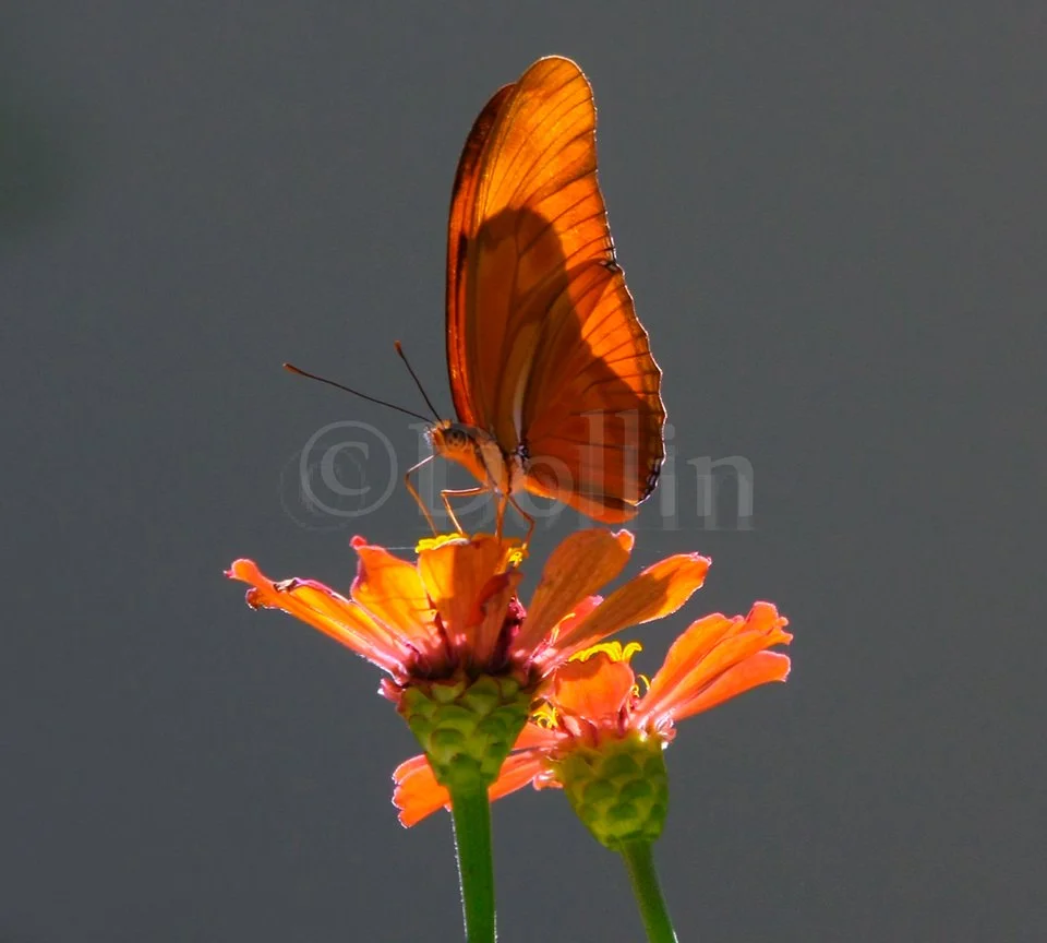 butterfly-on-flower.jpg