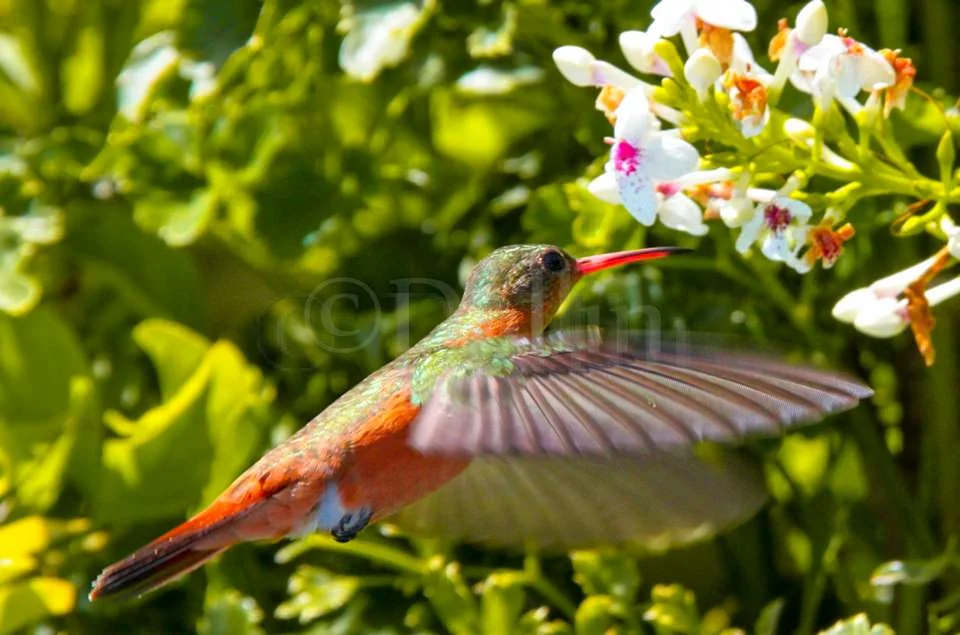 cinnamon-hummingbird.jpg