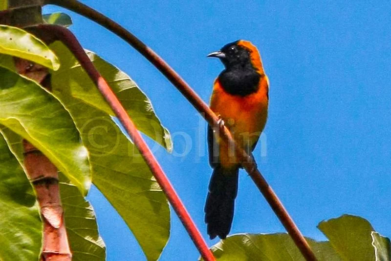 crimson-collared-tanager.jpg