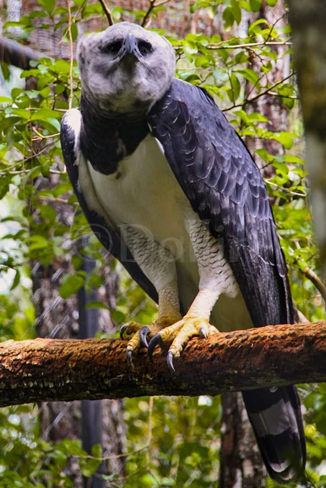 harpy-eagle.jpg