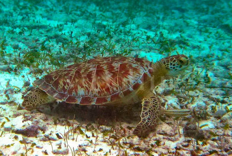 holchan-sea-turtle.jpg