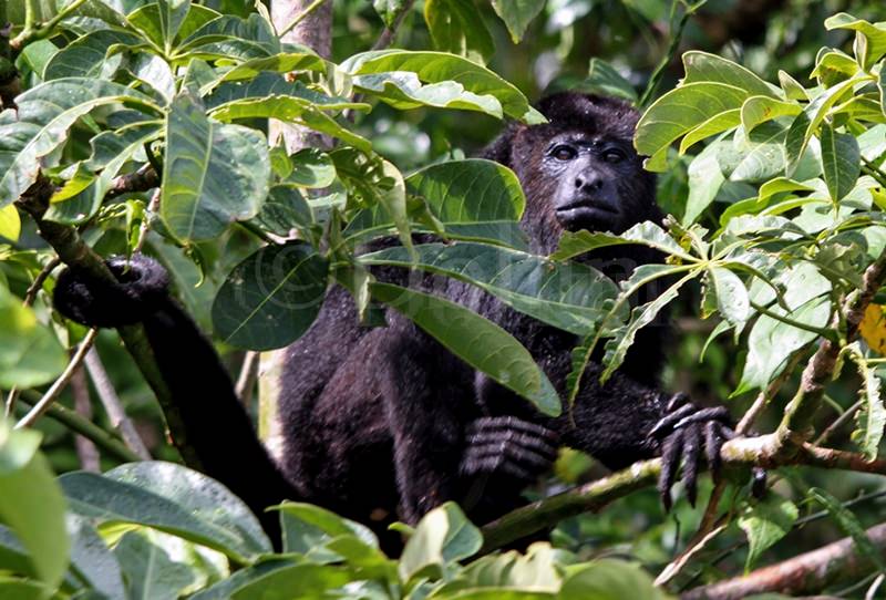howler-monkeyintree.jpg