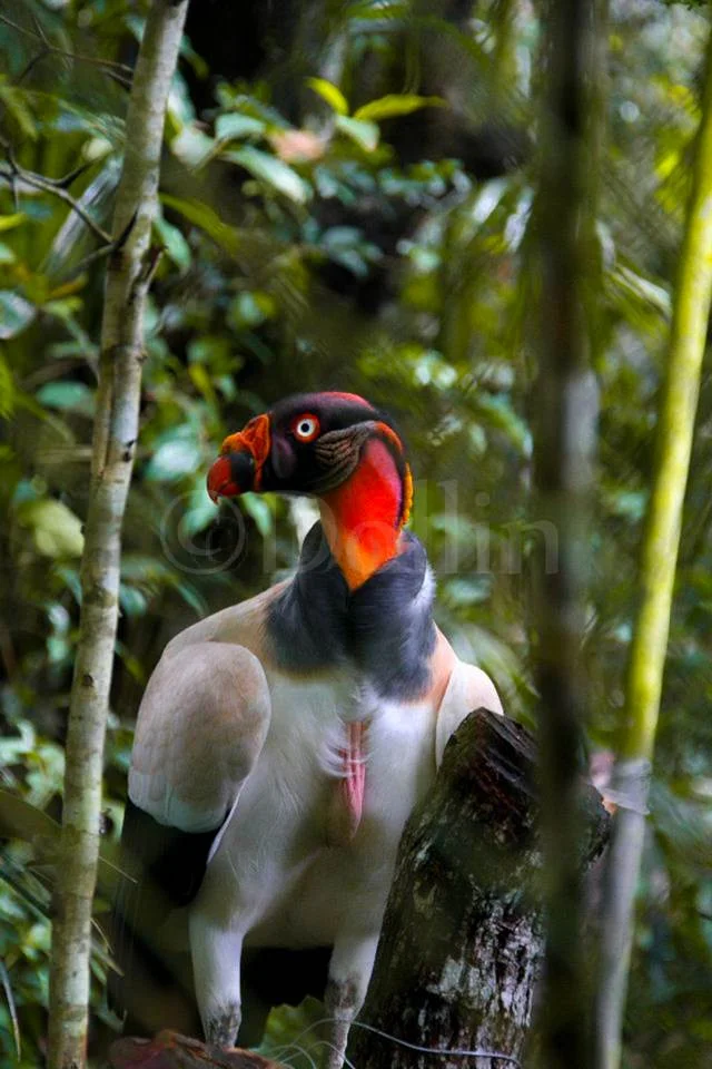 king-vulture.jpg