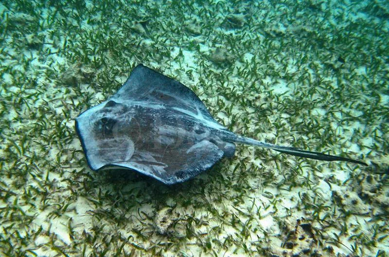 manta-ray.jpg