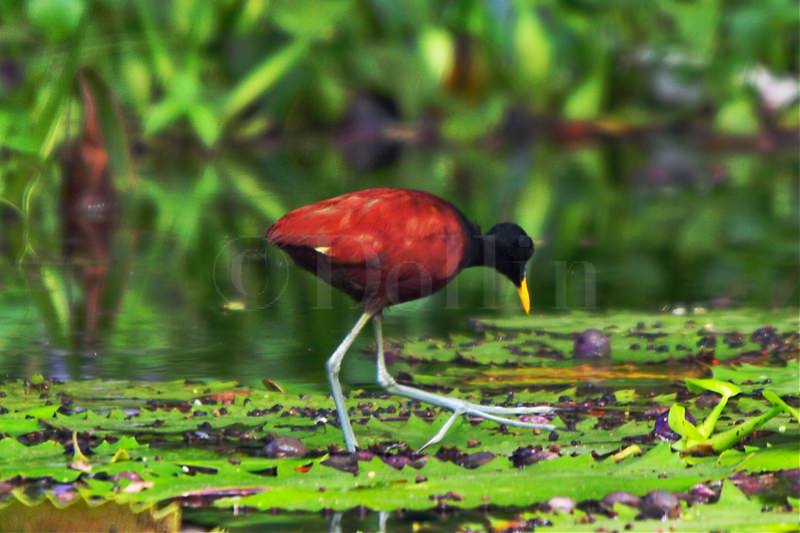 northern-jacana.jpg