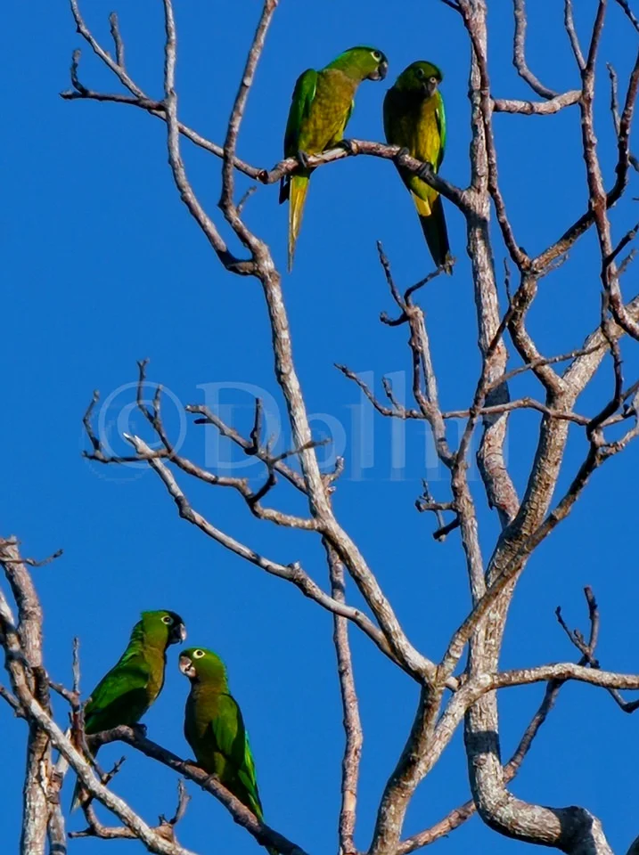 olive-throated-parakeet.jpg