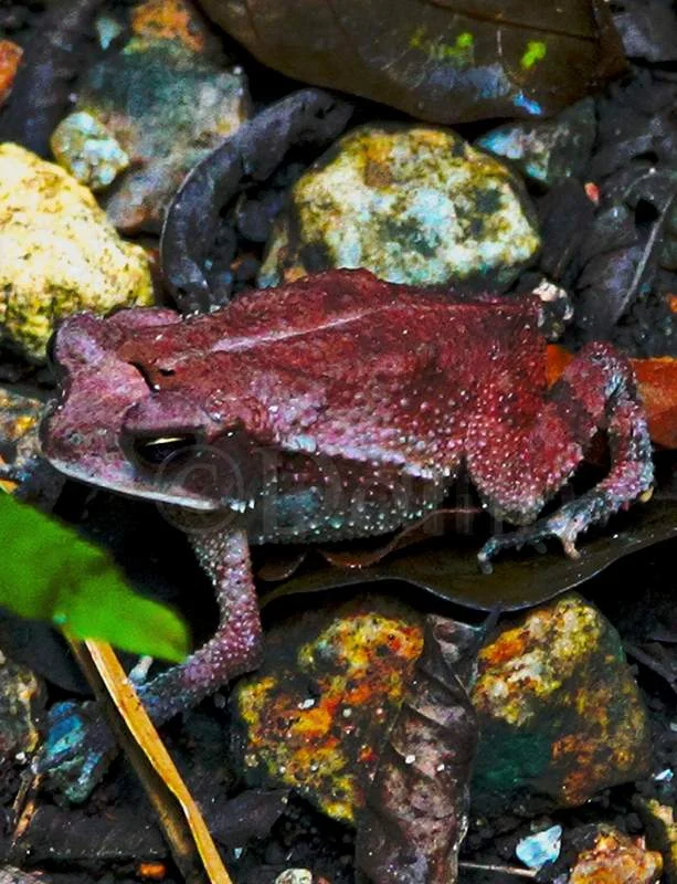 rainforest-frog.jpg