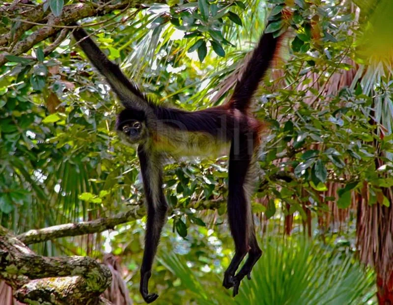 spider-monkey-hanging.jpg