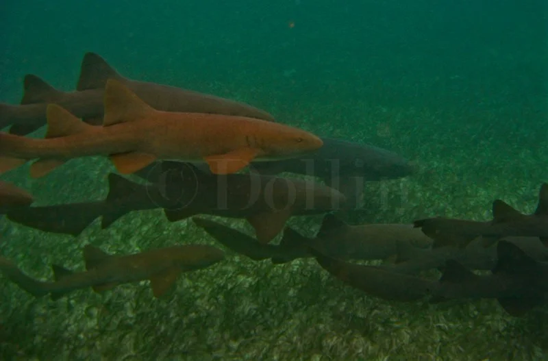 holchan-sharks.jpg