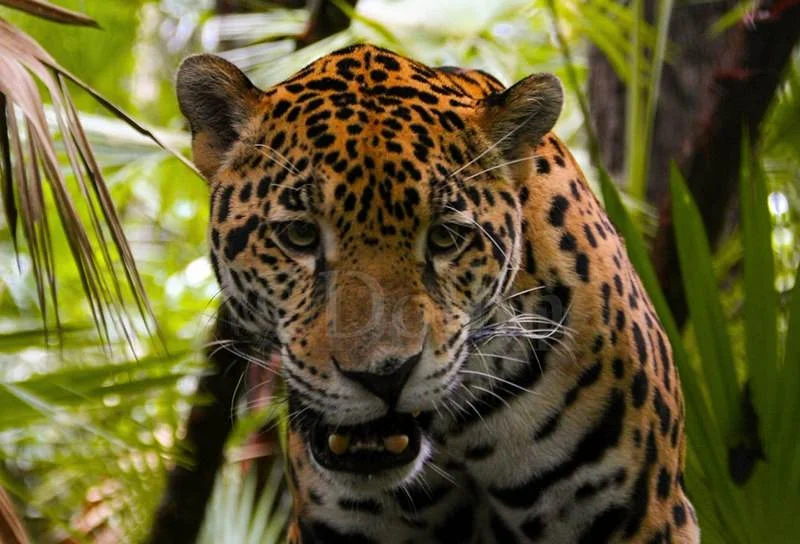 jaguar.jpg