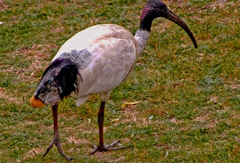 australian-white-ibis.jpg