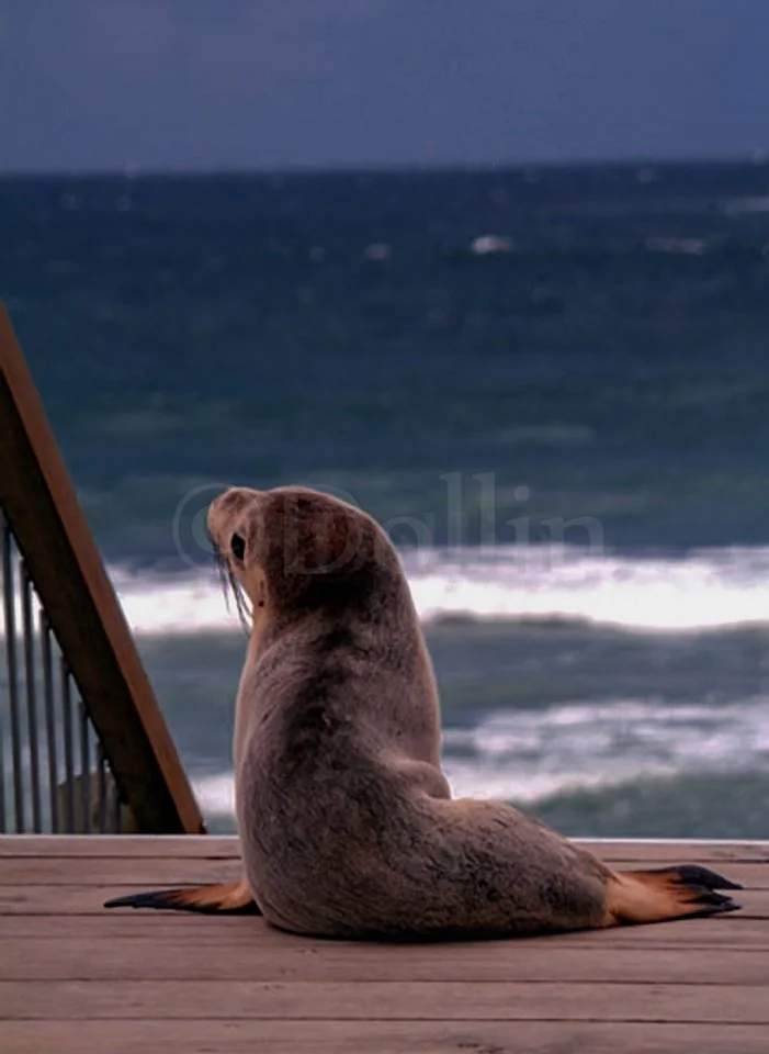 kangaroo-island-baby-seal.jpg