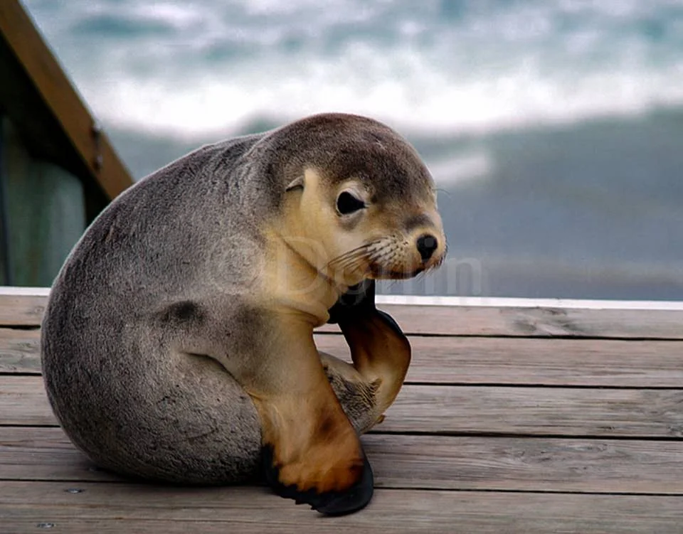 kangaroo-island-seal.jpg