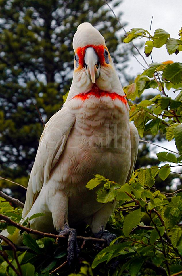 long-billed-corella.jpg