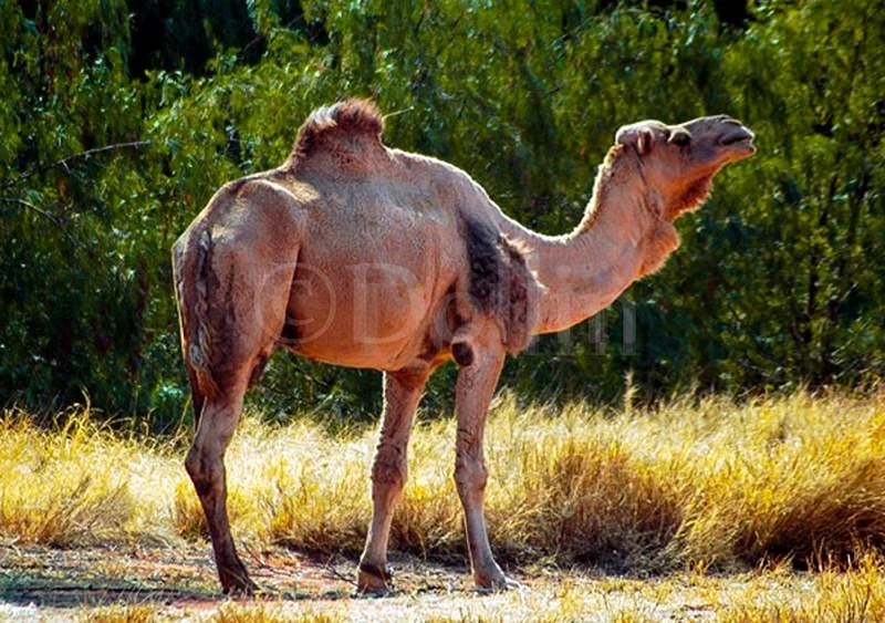 outback-camel.jpg