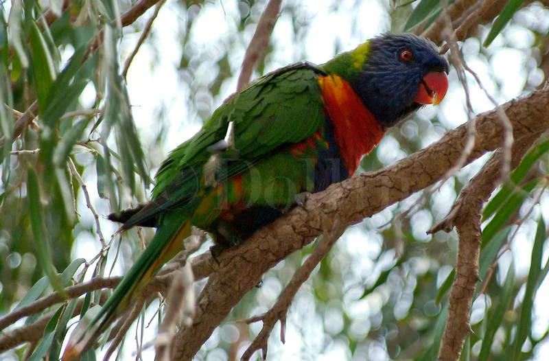 rainbow-lorikeet.jpg