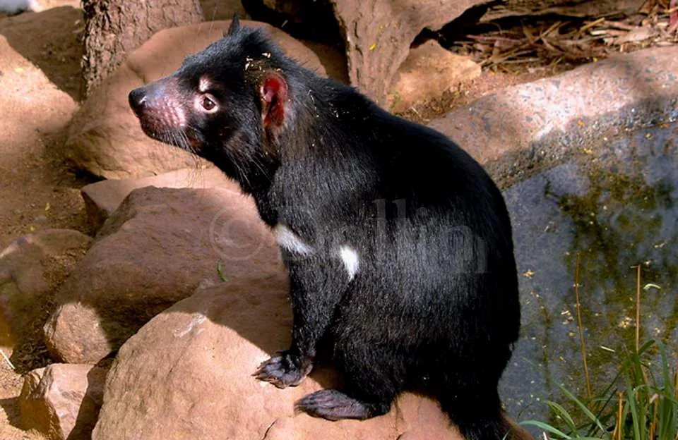 tasmanian-devil.jpg