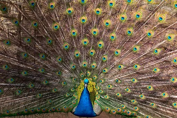 tasmania-peacock-spread.jpg