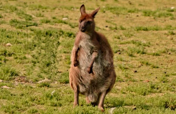 kangaroo.jpg