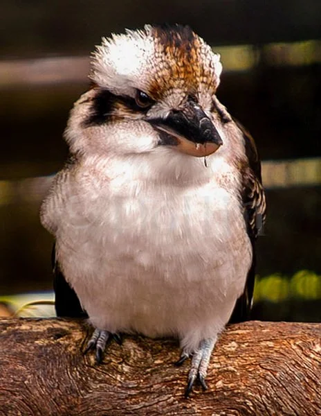 kookaburra.jpg