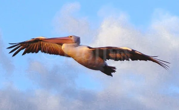 kpelican.jpg