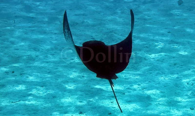 manta-ray.jpg