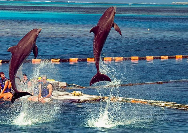 dolphin-quest.jpg