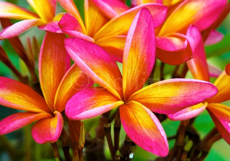 tahitian-flower.jpg