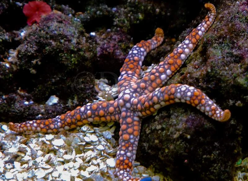 tahitian-starfish.jpg