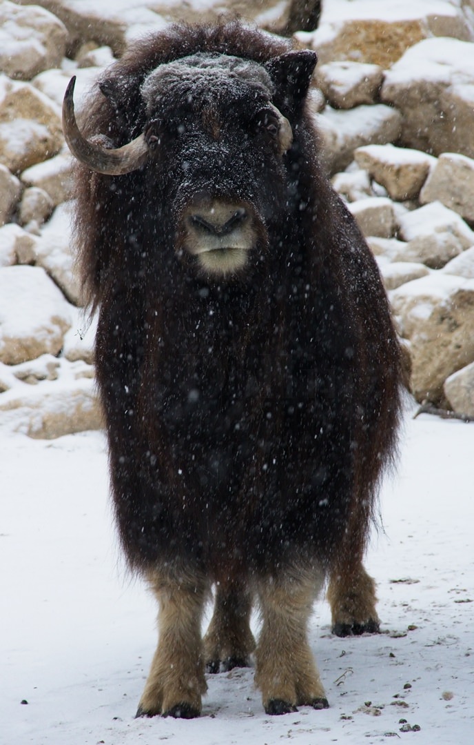 Assiniboine Zoo MuskOxen0509.jpg