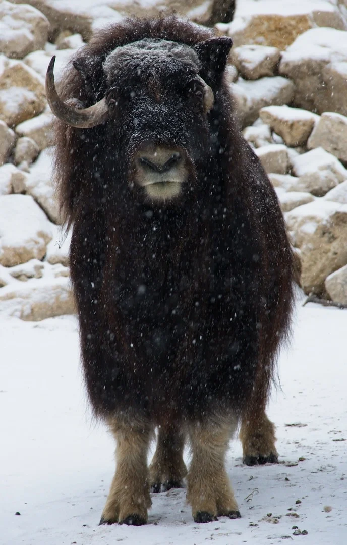 Assiniboine Zoo MuskOxen0509.jpg
