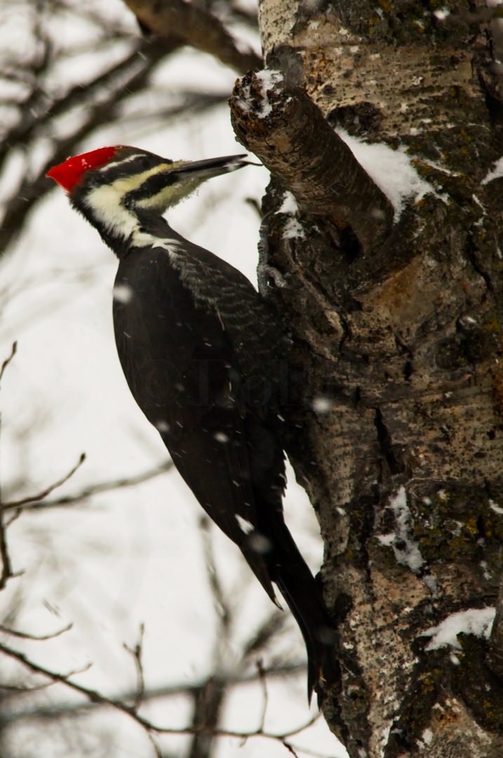 Assiniboine Zoo Pileated Woodpecker0725.jpg