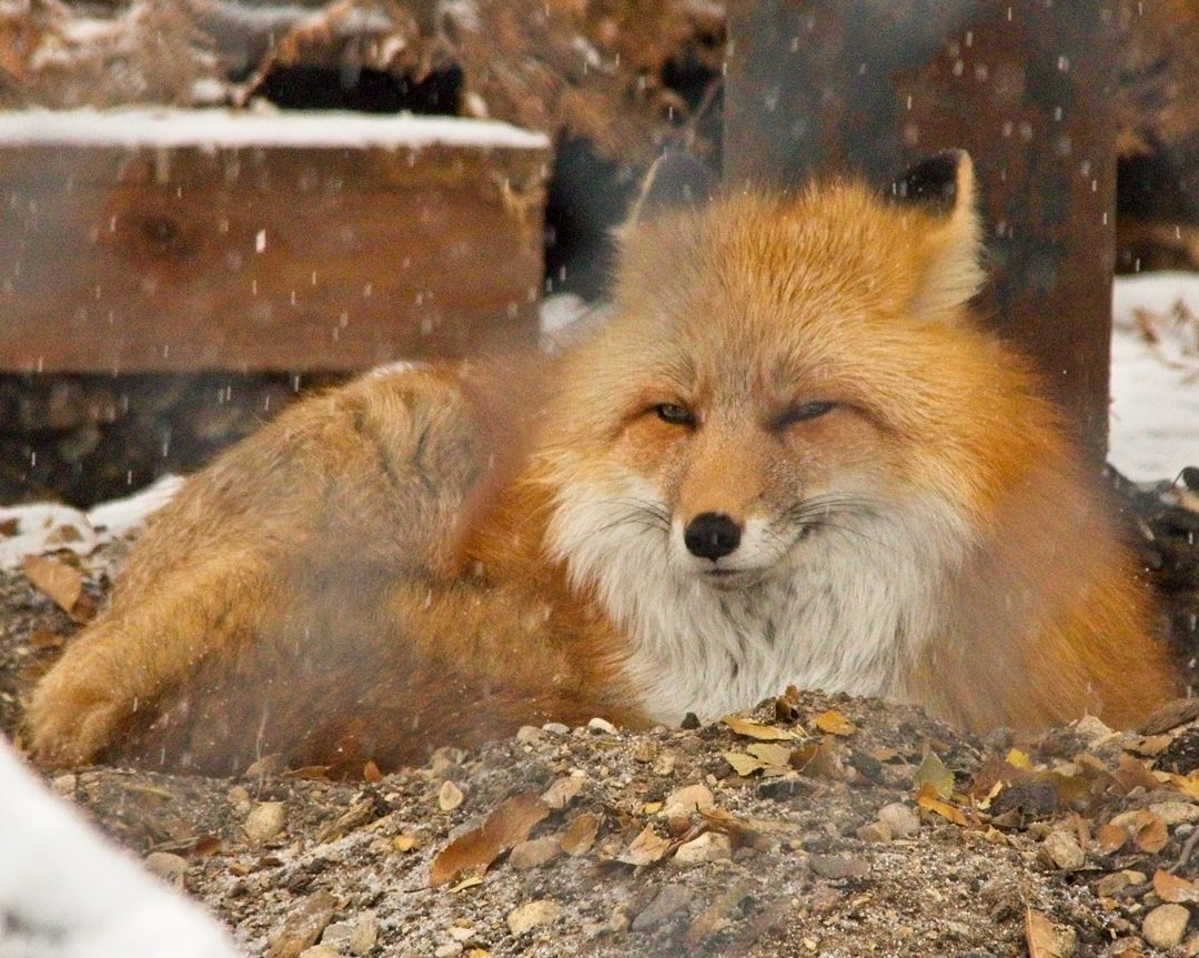 Assiniboine Zoo Red Fox0480.jpg