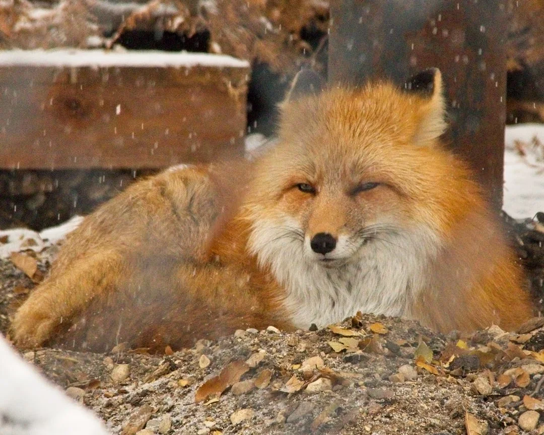 Assiniboine Zoo Red Fox0480.jpg