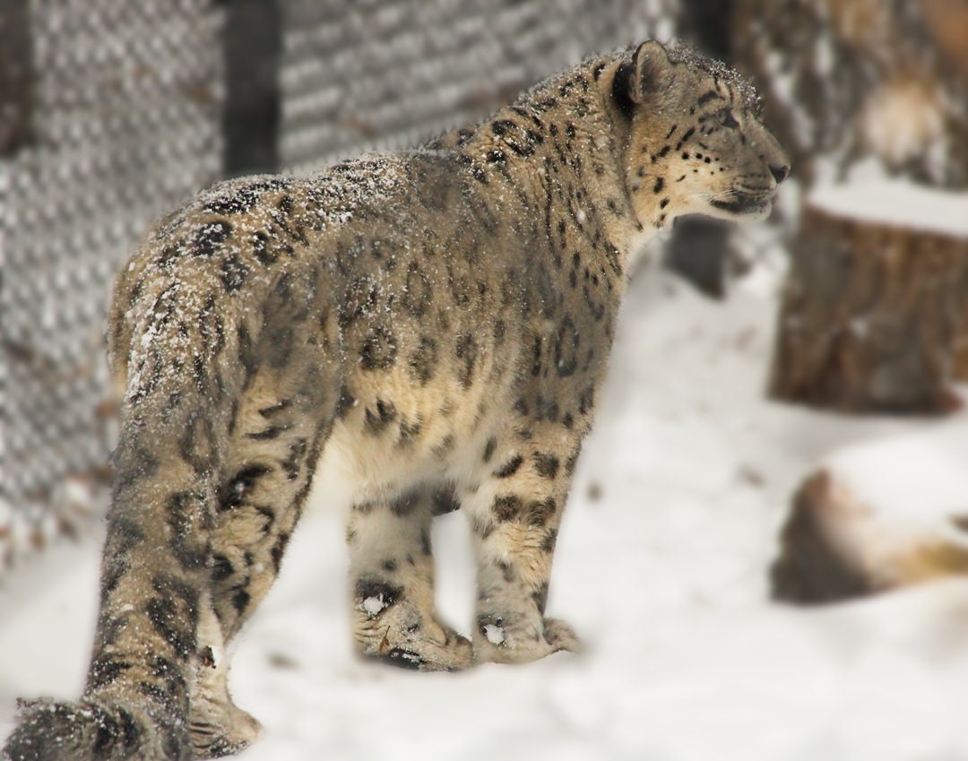 Assiniboine Zoo Snow Leopard0665.jpg